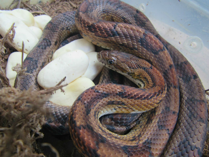 Alabama Corn Snake
